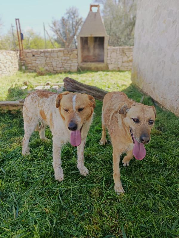 Jude e Kiss due anime gemelle Foto 5